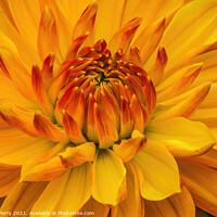 Buy canvas prints of Yellow Orange Dahlia Blooming Macro by William Perry