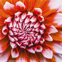 Buy canvas prints of Orange White A La Mode Dahlia Blooming Macro by William Perry
