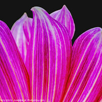 Buy canvas prints of Pink Purple Brushstrokes Dahlia Petals Blooming Macro by William Perry