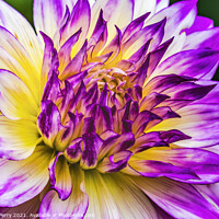 Buy canvas prints of Blue Purple White Ferncliff Illusion Dahlia Blooming Macro by William Perry