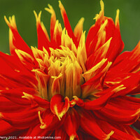 Buy canvas prints of Red Yellow Show N Tell Dahlia Blooming Macro by William Perry