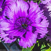 Buy canvas prints of Purple Lobelia Blossom Blooming Macro Washington  by William Perry