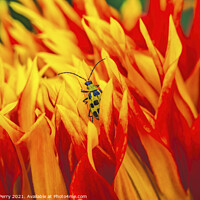 Buy canvas prints of Yellow Bug Red Yellow Show N Tell Dahlia Blooming Macro by William Perry