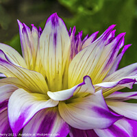 Buy canvas prints of Blue Purple White Ferncliff Illusion Dahlia Blooming Macro by William Perry