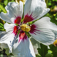 Buy canvas prints of White Rose of Sharon Flower by William Perry