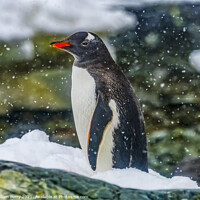Buy canvas prints of Gentoo Penguin Paradise Bay Skintorp Cove Antarctica by William Perry