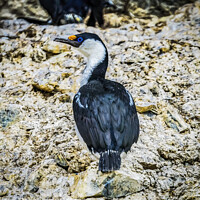 Buy canvas prints of Blue Eye Anarctic Shag Paradise Bay Skintorp Cove Antarctica by William Perry