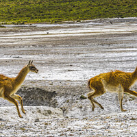 Buy canvas prints of Guanacos Wild Lamas Running Torres del Paine National Park Chile by William Perry