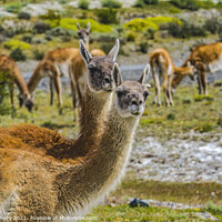 Buy canvas prints of Guanacos Wild Lamas Torres del Paine National Park Chile by William Perry