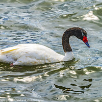 Buy canvas prints of Black-necked Swan Punta Natales Chile by William Perry