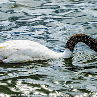 Buy canvas prints of Black-necked Swan Punta Natales Chile by William Perry