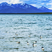 Buy canvas prints of Black-necked Swans Harbon Snow Mountains Punta Natales Chile by William Perry