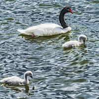 Buy canvas prints of Black-necked Swans Babies Punta Natales Chile by William Perry