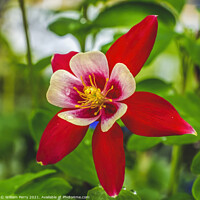 Buy canvas prints of Red White Columbine Blossom Blooming Macro Washington by William Perry