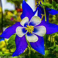 Buy canvas prints of Blue White Columbine Blossom Blooming Macro Washington by William Perry