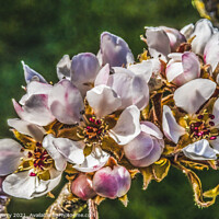 Buy canvas prints of White Pear Blossoms Blooming Macro Washington by William Perry