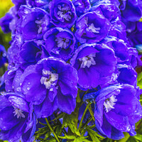 Buy canvas prints of Blue Purple Delphinium Larkspur Blossom Blooming by William Perry