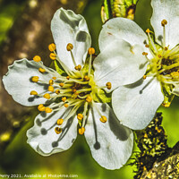 Buy canvas prints of White Plum Blossom Blooming by William Perry