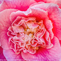 Buy canvas prints of Pink Camellia Reticulata Blooming Macro by William Perry