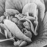 Buy canvas prints of Black White Camellia Reticulata Blooming Macro by William Perry