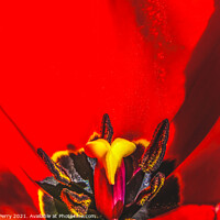 Buy canvas prints of Red Darwin Tulip Blooming by William Perry