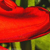 Buy canvas prints of Red Darwin Tulip Petal Blooming by William Perry