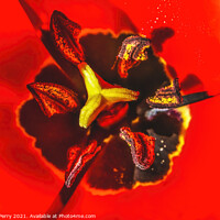 Buy canvas prints of Red Darwin Tulip Blooming by William Perry