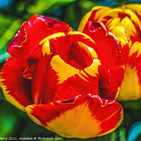 Buy canvas prints of Red Yellow Banja Luka Tulips Blooming Macro by William Perry