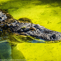 Buy canvas prints of Large Powerful Alligator by William Perry