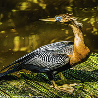 Buy canvas prints of American Anhinga Darter Water Bird  by William Perry
