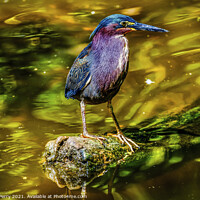 Buy canvas prints of Green Heron Looking For Fish Florida by William Perry