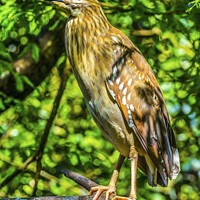 Buy canvas prints of Juevinile Yellow-Crowned Heron Looking For Fish Florida by William Perry