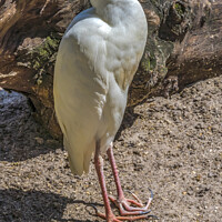 Buy canvas prints of White Cattle Egret Florida by William Perry