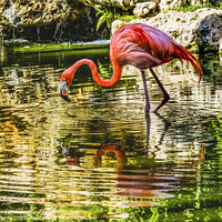 Buy canvas prints of Colorful Pink American Flamingo Reflections Florida by William Perry