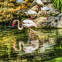 Buy canvas prints of Colorful White Greater Flamingo American Ibis Reflections Florid by William Perry