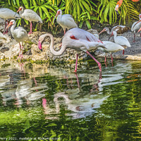 Buy canvas prints of Colorful White Greater Flamingo American Ibis Reflections Florid by William Perry