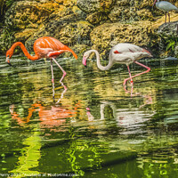 Buy canvas prints of Colorful Orange Pink American Flamingo Reflections Florida by William Perry