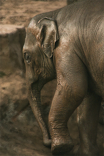 Juvenile Asian Elephant Picture Board by Wayne Molyneux