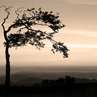 Buy canvas prints of Windswept at Mow Cop by Wayne Molyneux