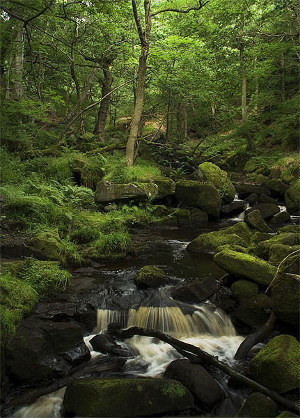 Padley Gorge Picture Board by Wayne Molyneux