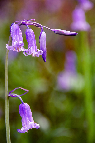 Bluebells Picture Board by Wayne Molyneux