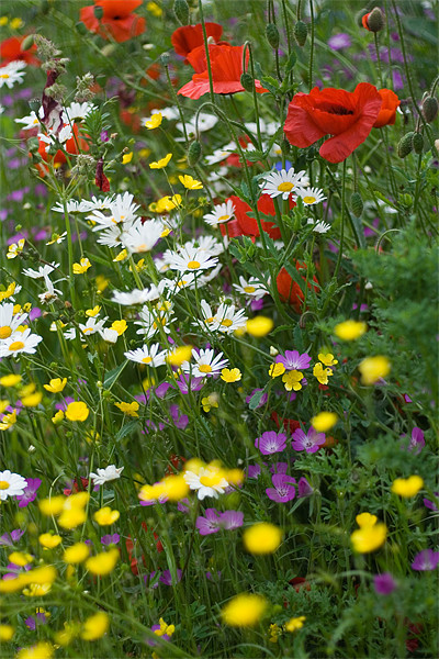 Wild Flower Meadow Picture Board by Wayne Molyneux