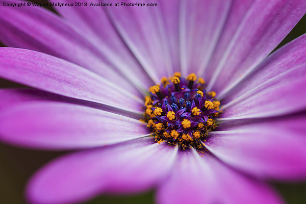 Blue Eyed African Daisy Picture Board by Wayne Molyneux