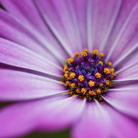 Buy canvas prints of Blue Eyed African Daisy by Wayne Molyneux