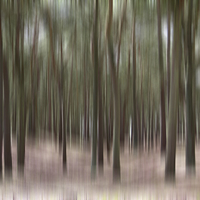 Buy canvas prints of Pine Trees at Formby by Wayne Molyneux