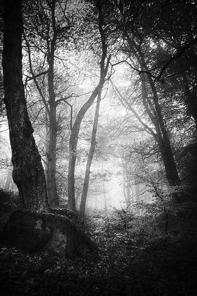 Ancient Woodland Picture Board by Wayne Molyneux
