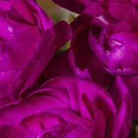 Buy canvas prints of Crinkle Cut Carnations by Wayne Molyneux