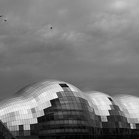 Buy canvas prints of Seagulls over The Sage by Wayne Molyneux