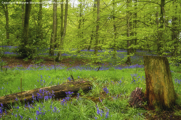 Bluebell Woods at Lawton   Picture Board by Wayne Molyneux