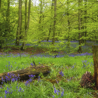 Buy canvas prints of Bluebell Woods at Lawton   by Wayne Molyneux